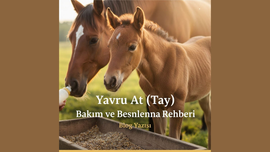 Yavru At (Tay) Bakım ve Beslenme Rehberi