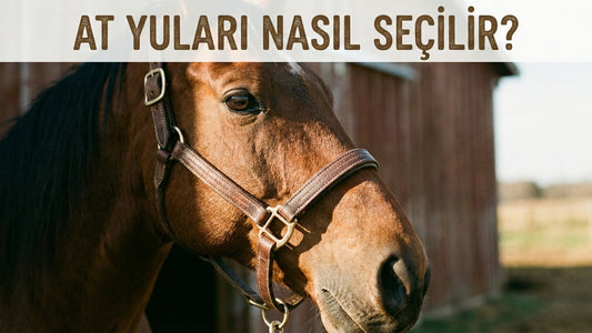 At Yuları Nasıl Seçilir? Yeni Başlayanlar İçin Deri Yular Rehberi