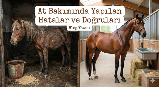 At Bakımında Yapılan Hatalar ve Doğruları | CALTH