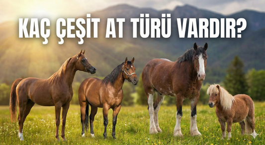 Kaç Çeşit At Türü Vardır?