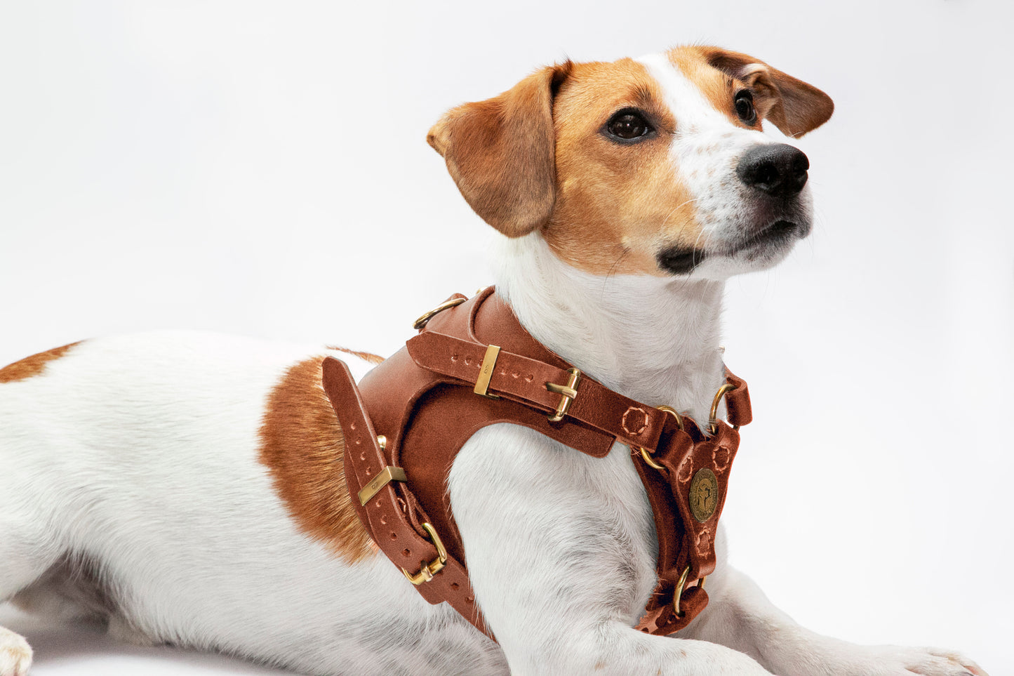 Köpek Deri Vücut Tasması 02