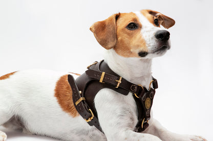 Köpek Deri Vücut Tasması 02