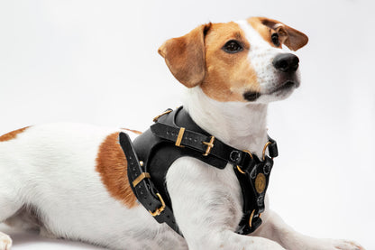 Köpek Deri Vücut Tasması 02