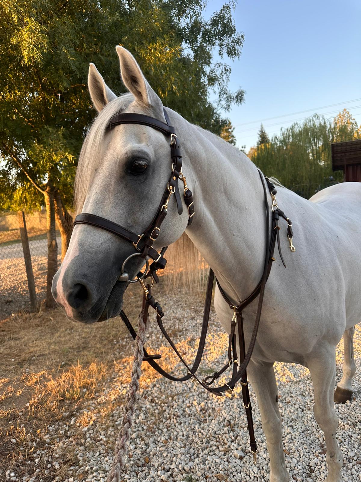 Başık Dizgin ve Göğüslük set